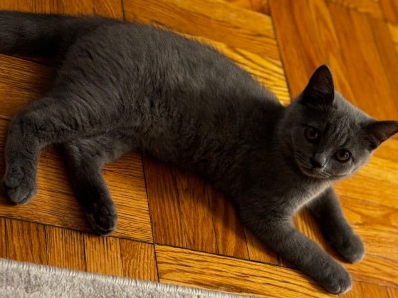 Leo primary photo