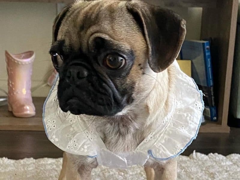 Mochi primary photo