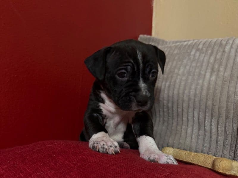 Ms.oreo primary photo