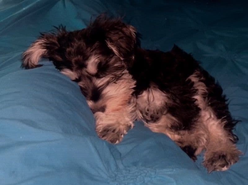 Milo primary photo