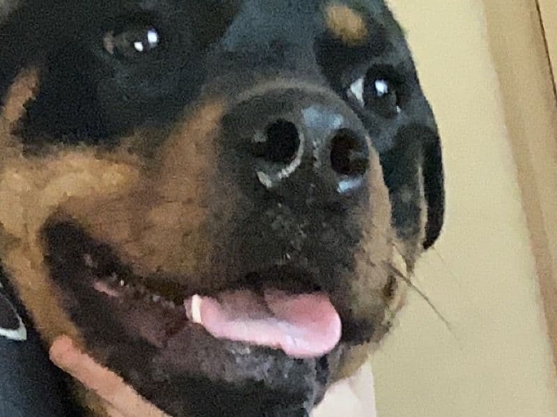 Daisy primary photo