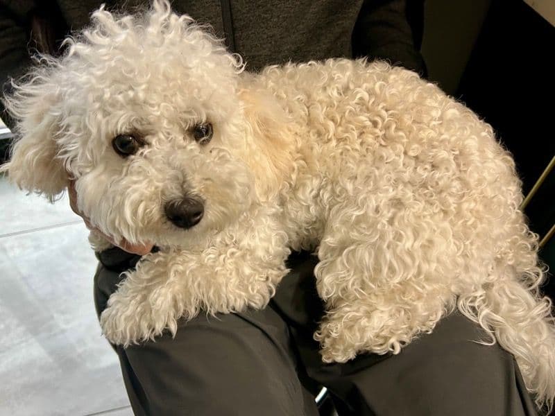Biscuit primary photo
