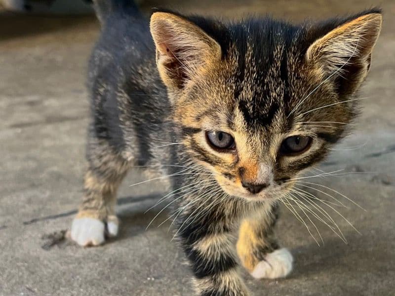 Kittens For Free :) primary photo
