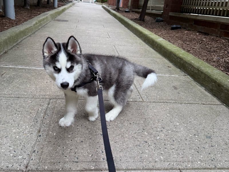 Thor primary photo