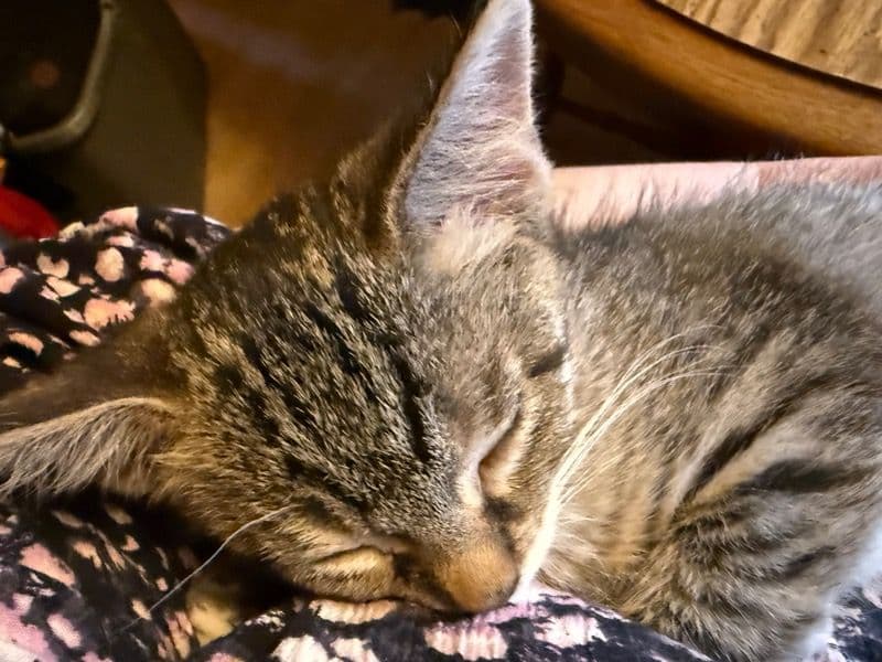 Gizmo primary photo