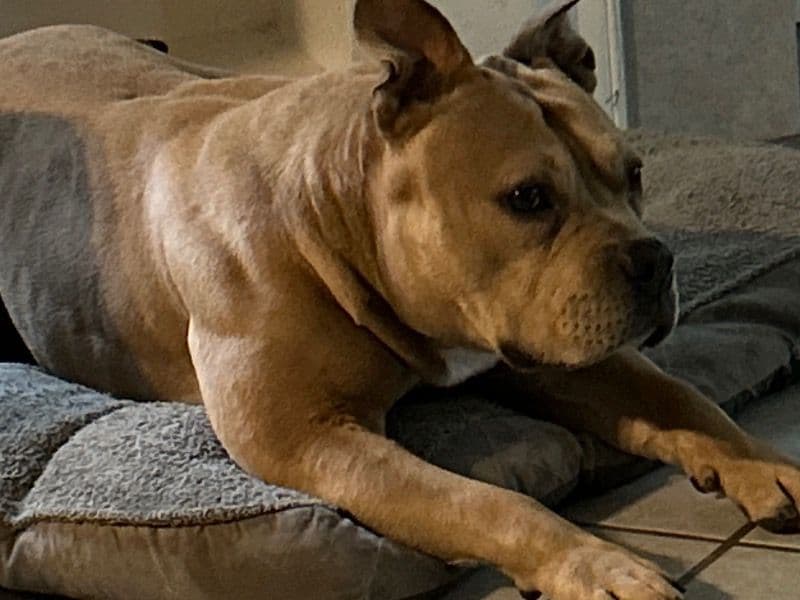 Nala primary photo