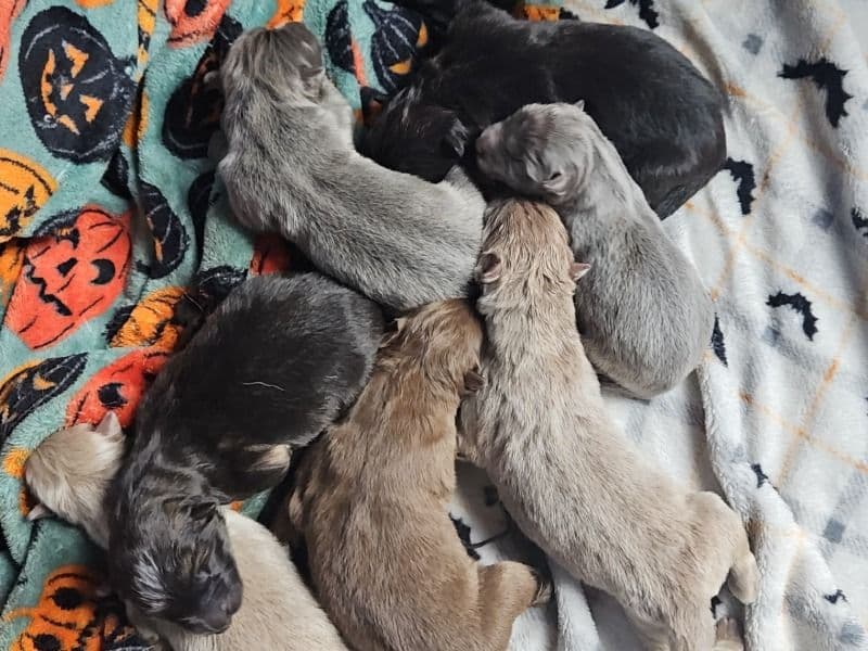 Wolfdogs primary photo