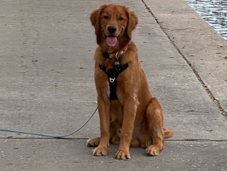 Atticus primary photo