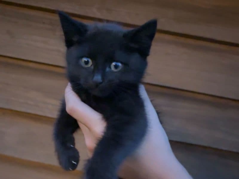 Cat primary photo