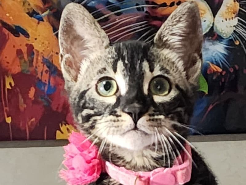 Rose primary photo