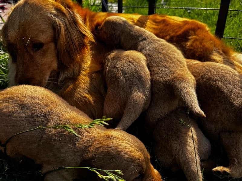 Puppys primary photo