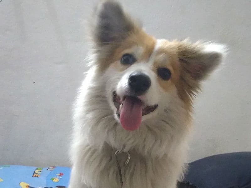 Smaffy primary photo