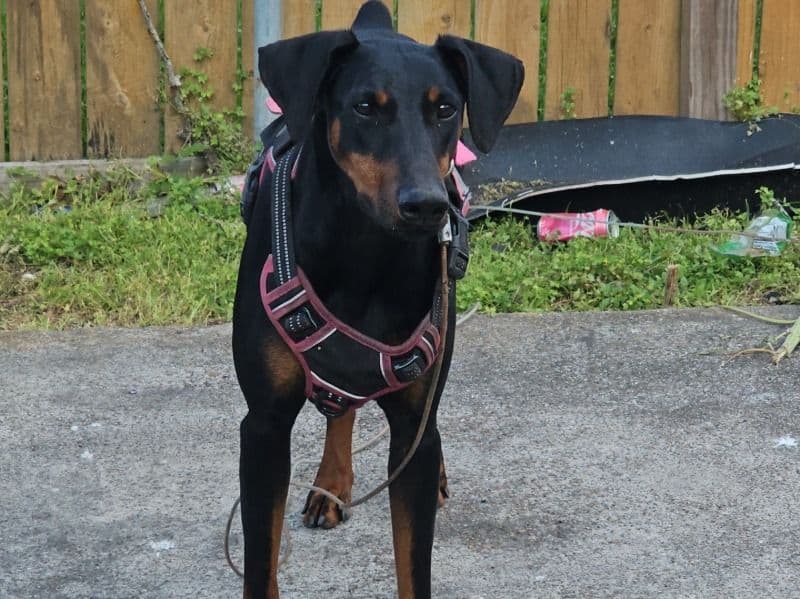 Athena primary photo