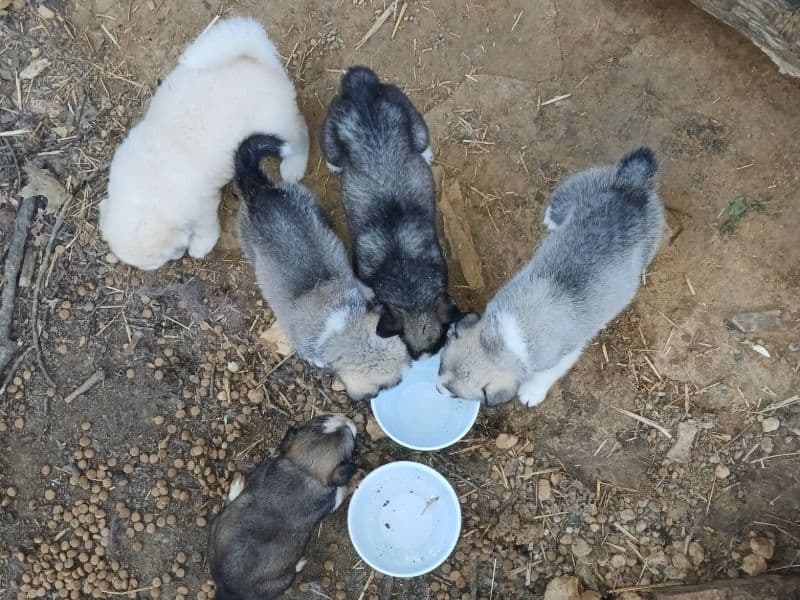 Great Pyrenees/husky Puppies 6females 2males primary photo