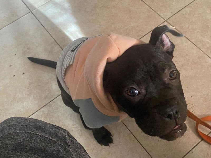Luna primary photo
