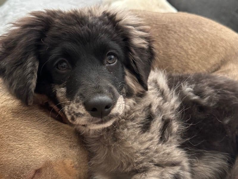 Oreo primary photo