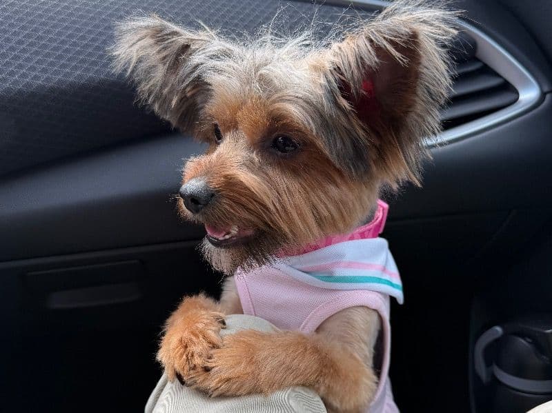 Lola primary photo