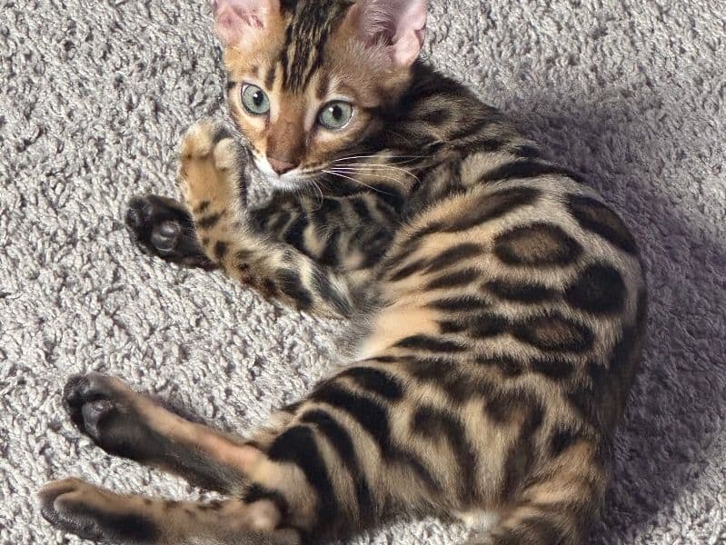 Simba primary photo