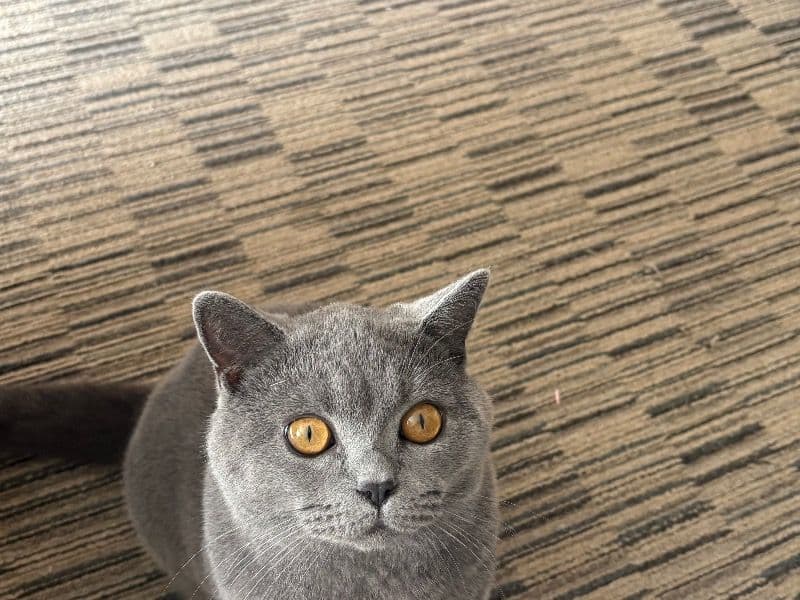 Frankie primary photo