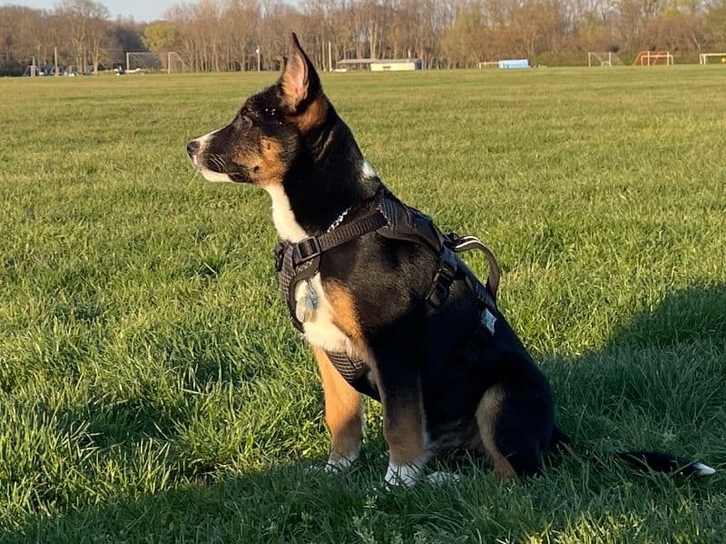 Max primary photo