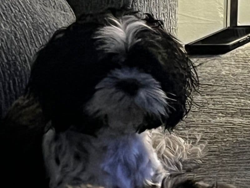 Lucy primary photo