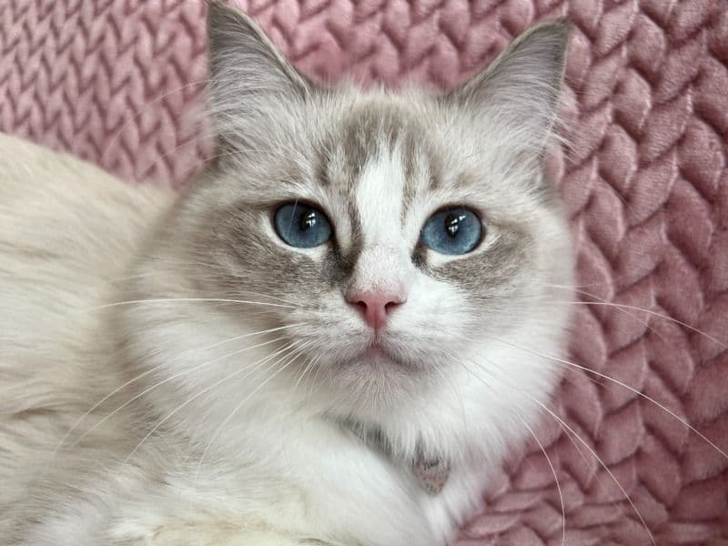 Peaches primary photo