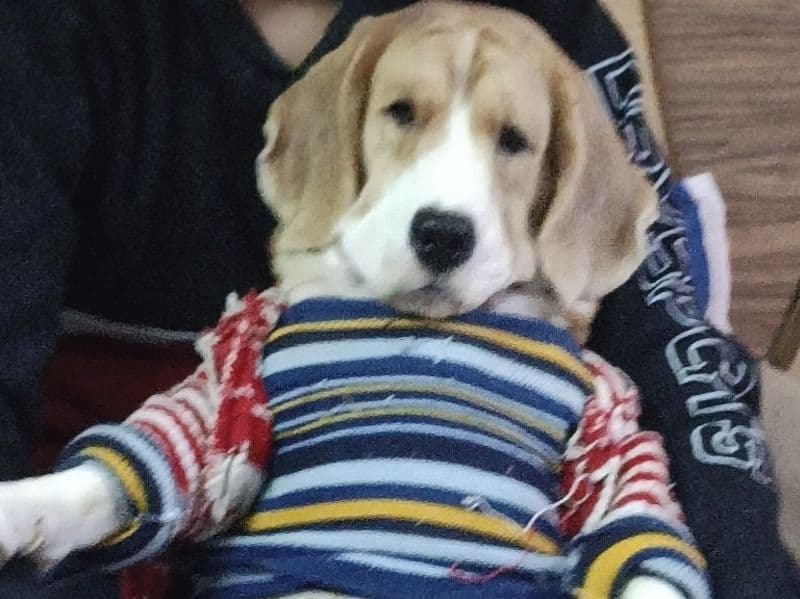 Fido primary photo