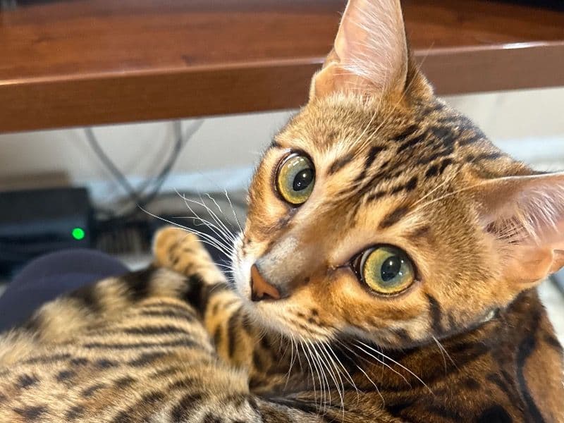 Cheeto primary photo