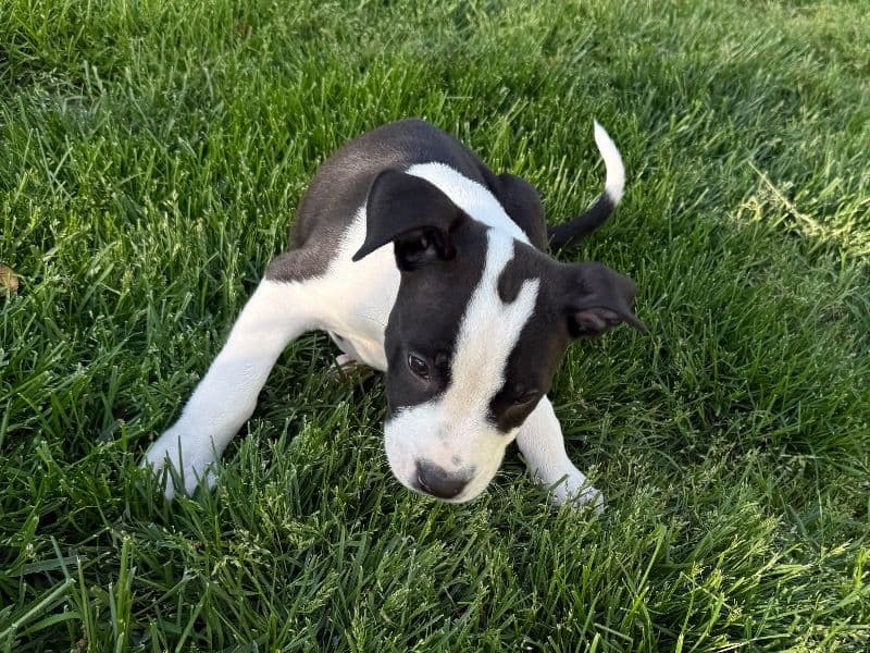 Rocko primary photo