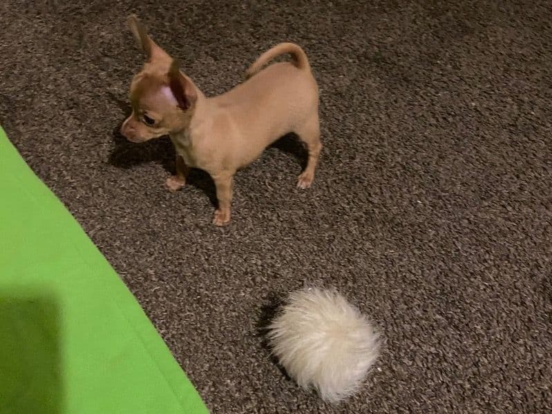 T-cup Chihuahua Puppy primary photo