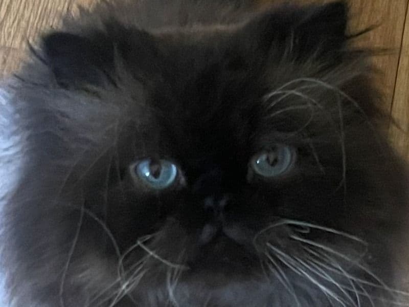 Fluffle primary photo
