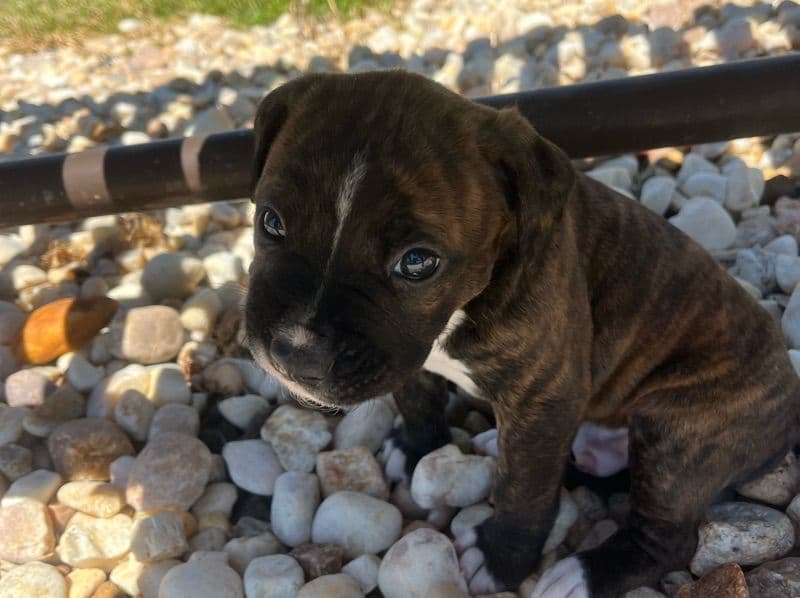 Leo primary photo