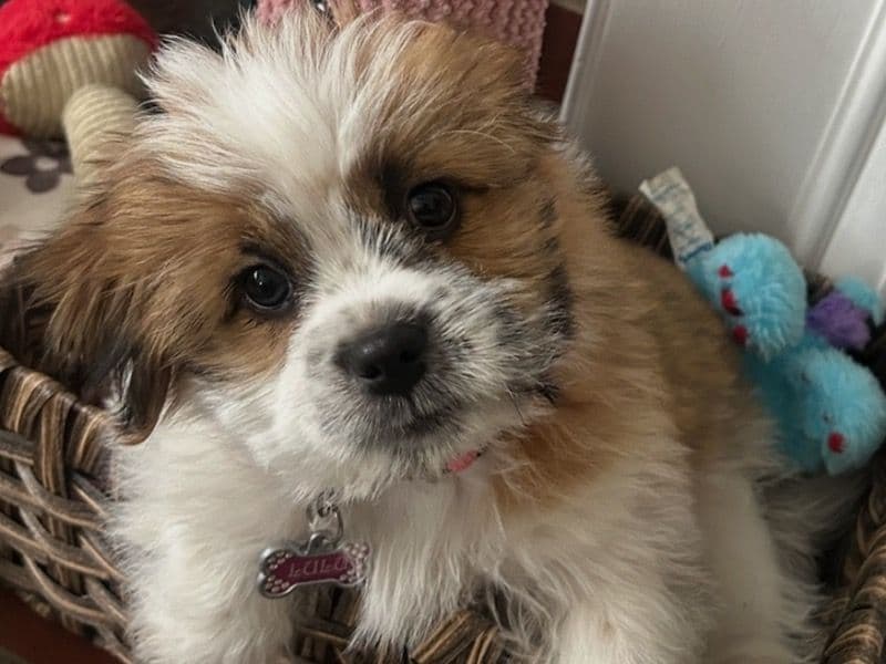 Lulu primary photo