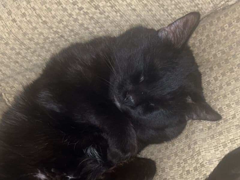 Smokey primary photo