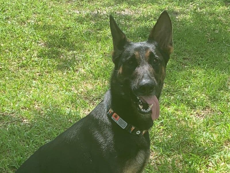 Koda primary photo