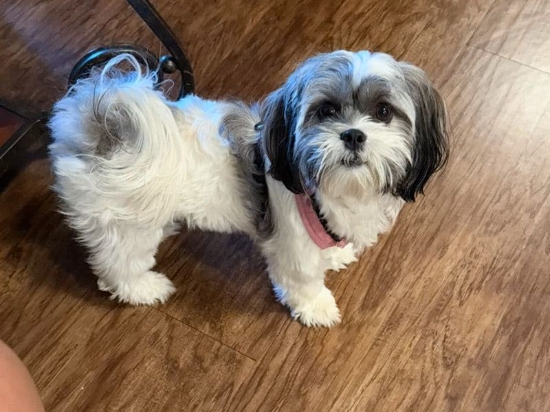 Phoebe primary photo