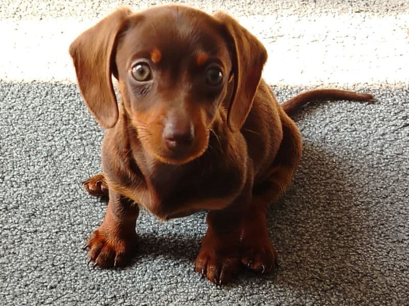 Lola primary photo
