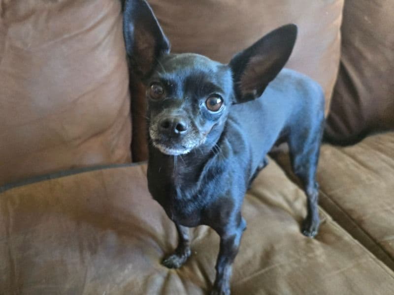 Chica primary photo