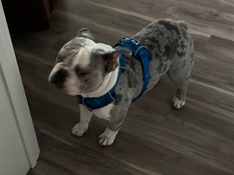Rocko primary photo