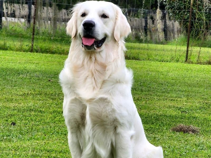 Milo - English Golden Retriever success story