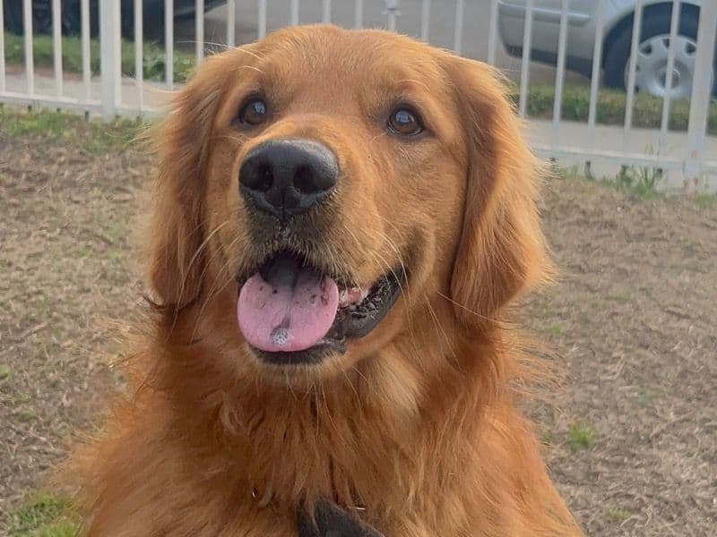 Bruno primary photo