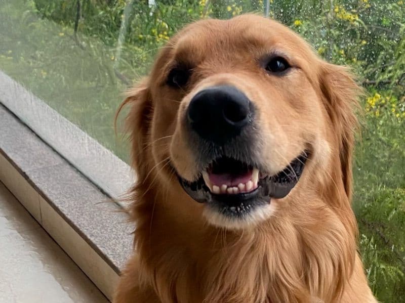 Simba primary photo