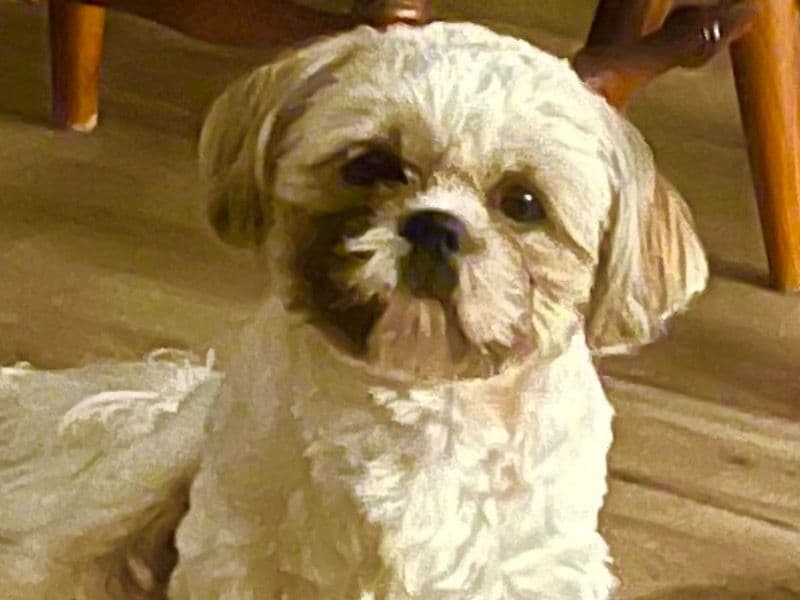 Cookie primary photo