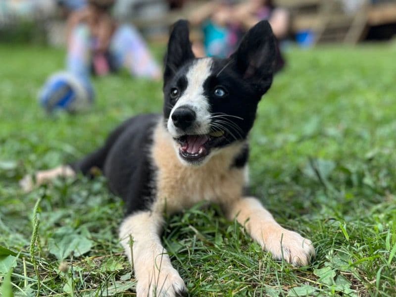 Piper primary photo