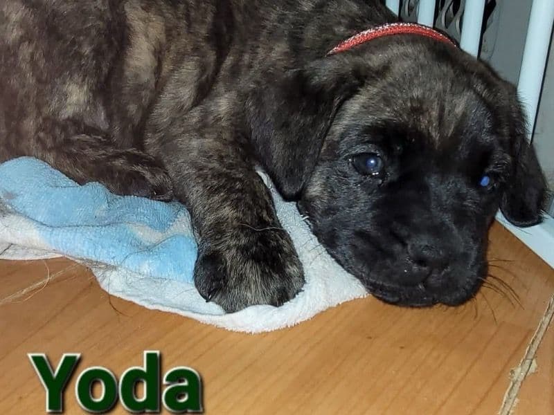 Yoda primary photo
