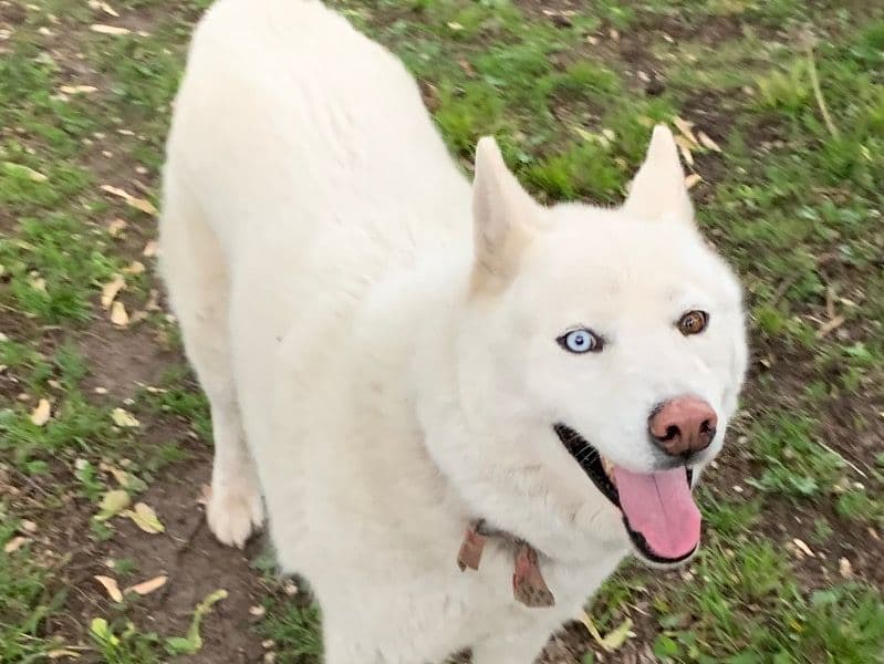 Loki primary photo