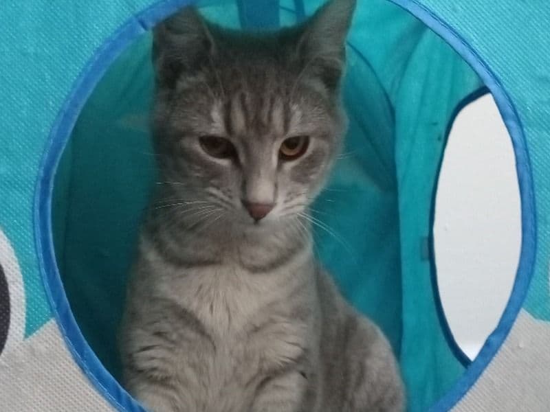 Bean primary photo