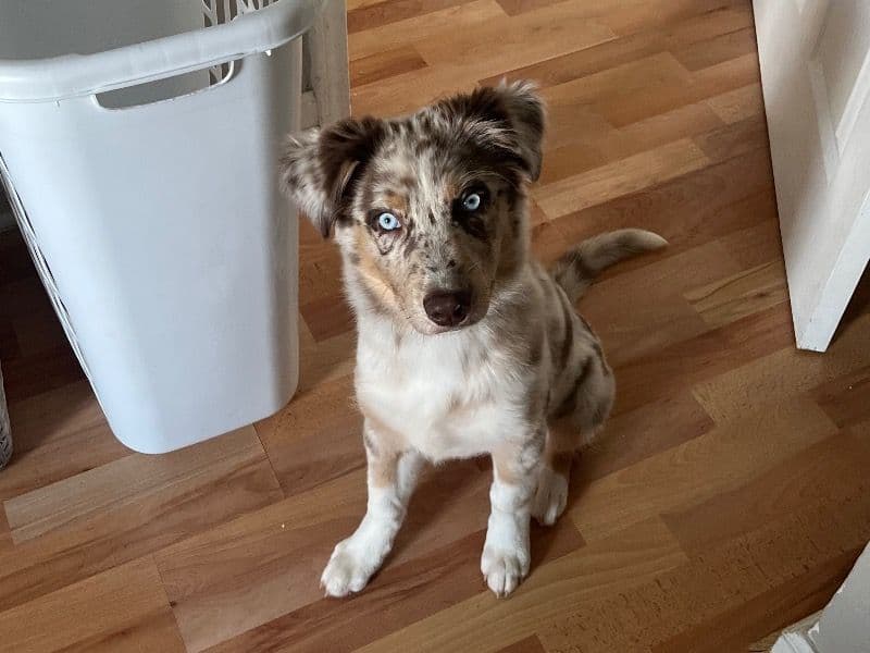 Daisy primary photo