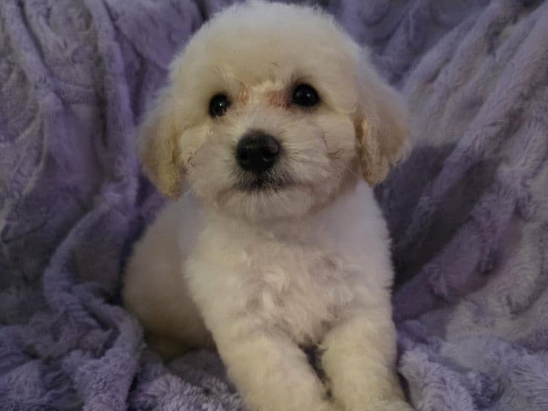 Mini Toy Poodle primary photo