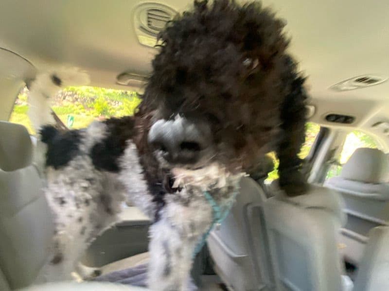 Oreo primary photo